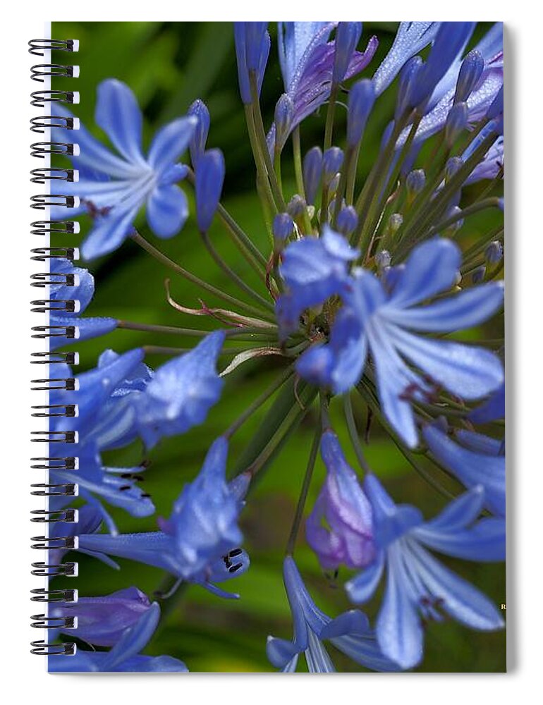 Botanical Spiral Notebook featuring the photograph Blue Agapanthus by Richard Thomas
