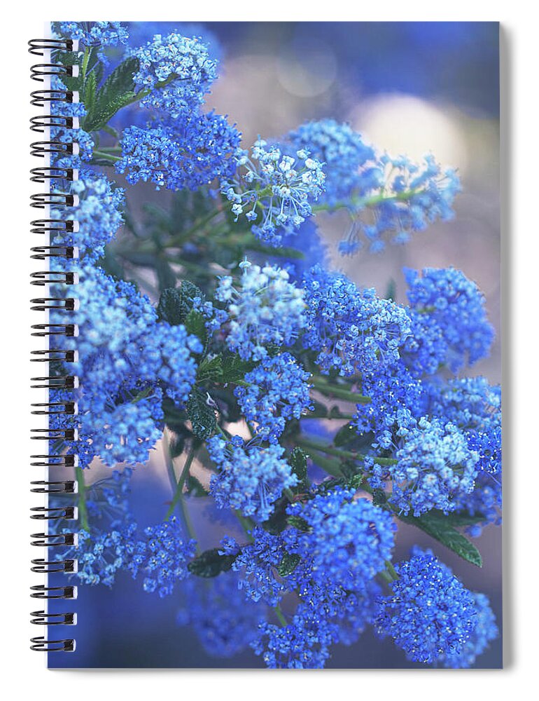 Lilac Spiral Notebook featuring the photograph Blue California Lilac by Vanessa Thomas