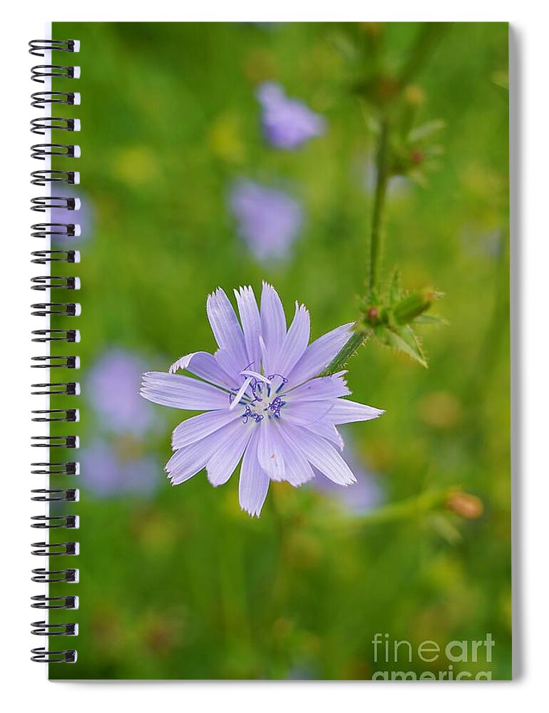 Wildflower Spiral Notebook featuring the photograph Blue Chicory Wildflower by Claudia Zahnd-Prezioso