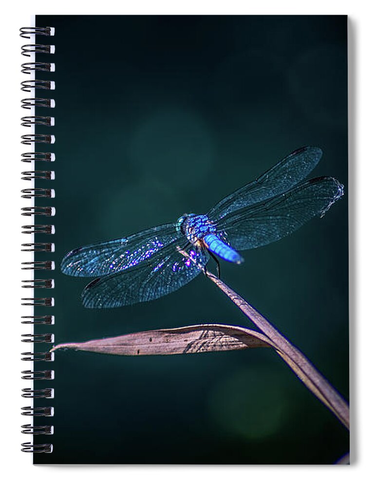 Insects Spiral Notebook featuring the photograph Blue Dragonfly by Marcus Jones