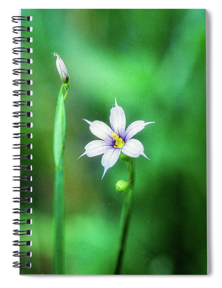 Sisrinchium Angustifolium Spiral Notebook featuring the photograph Blue-Eyed Grass by James C Richardson