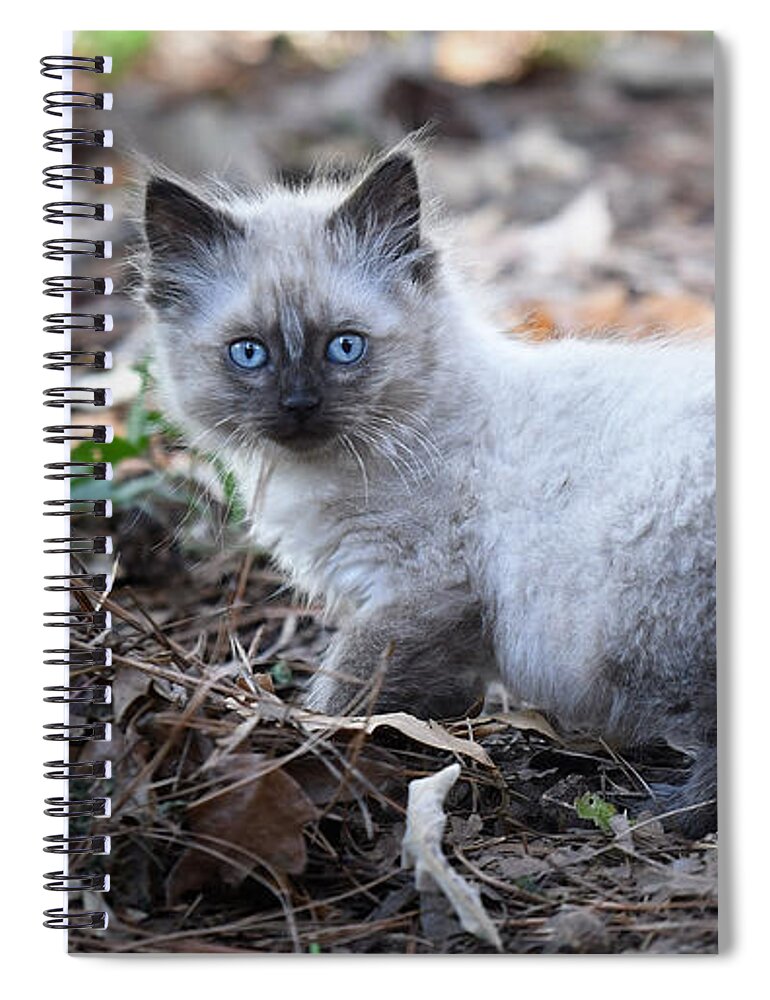 Kitten Spiral Notebook featuring the photograph Blue Eyes by DArcy Evans