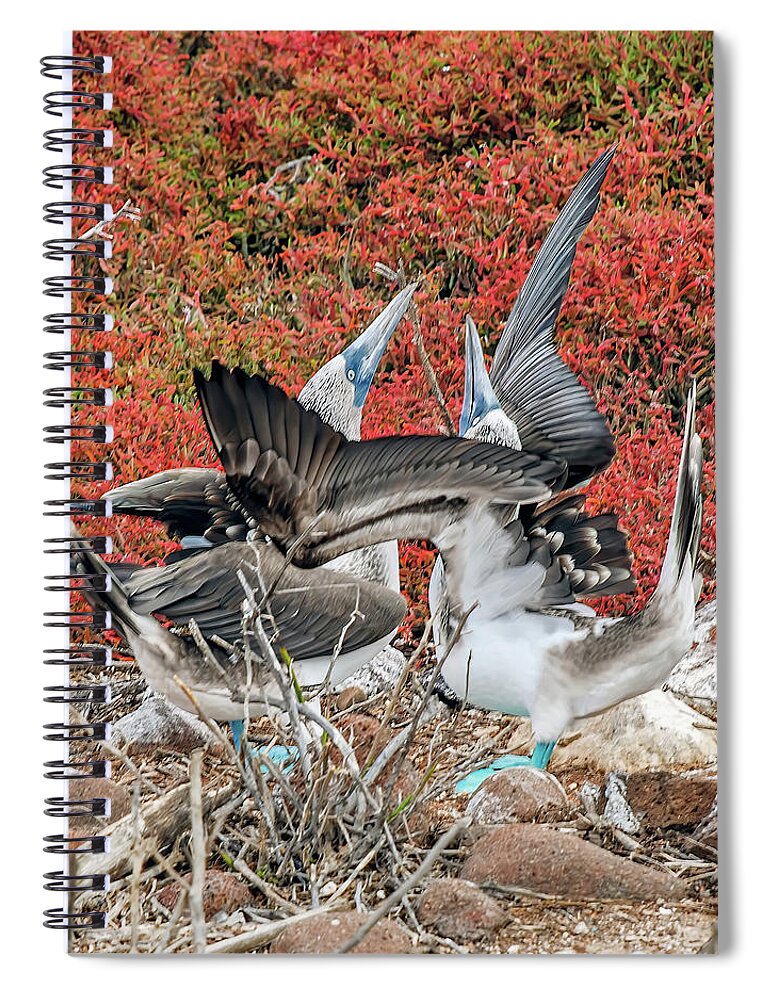 Animals In The Wild Spiral Notebook featuring the photograph Blue-footed Boobies courtship dance by Henri Leduc