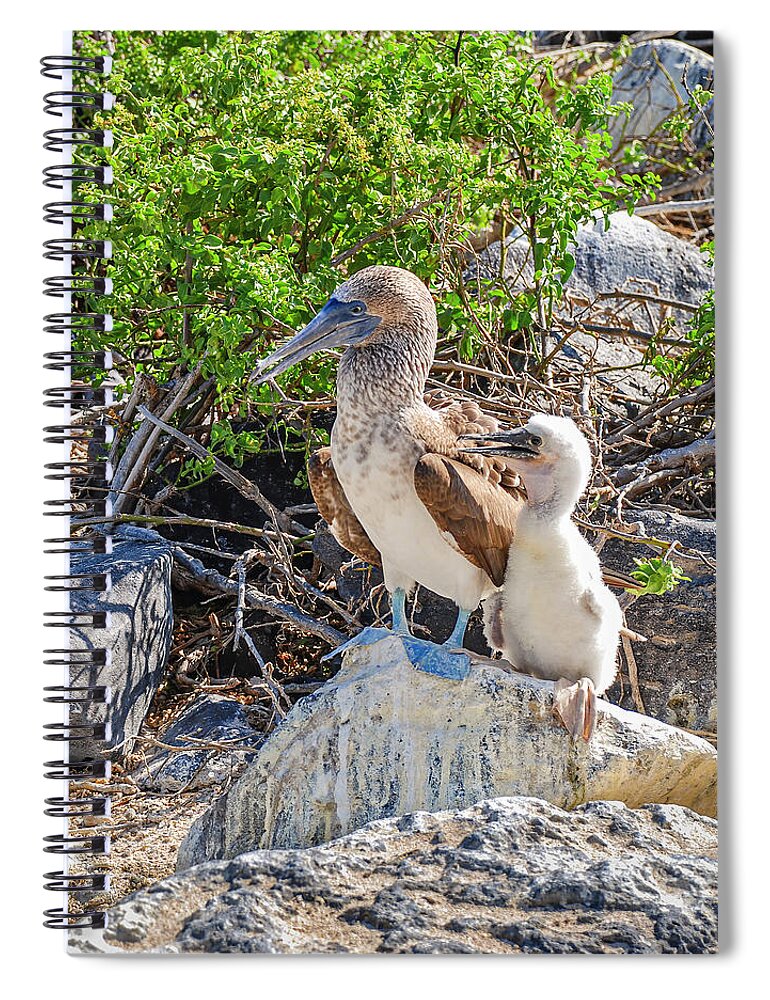 Animals In The Wild Spiral Notebook featuring the photograph Blue-footed Booby hen and her chick by Henri Leduc
