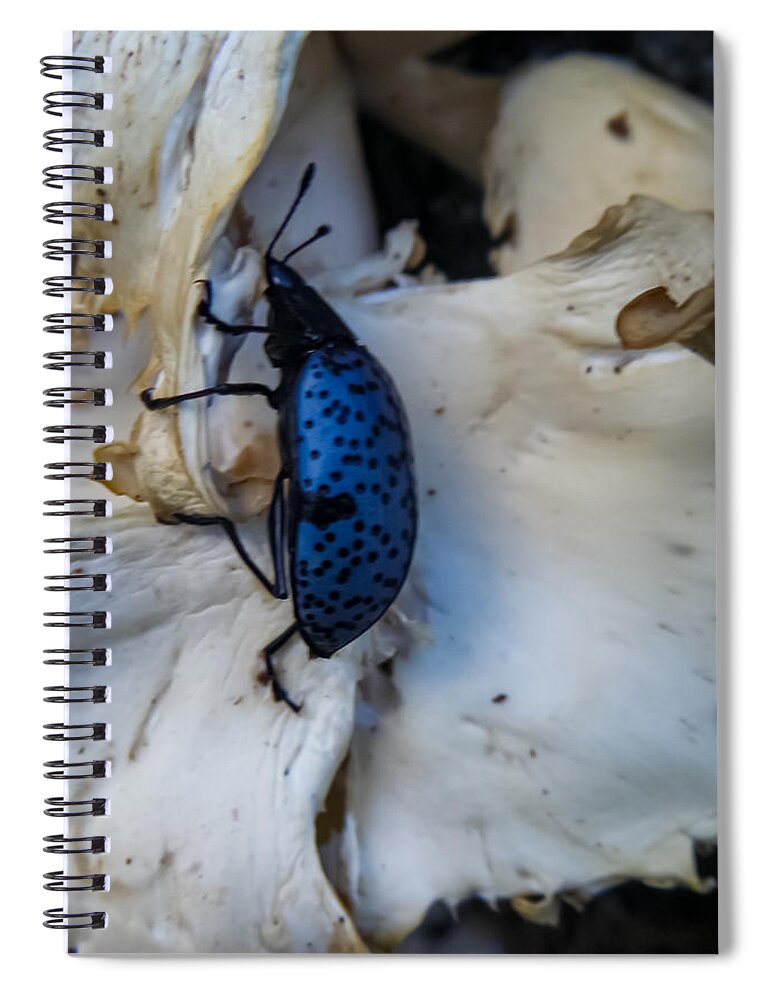 Blue Spiral Notebook featuring the photograph Blue Fungus Beetle on Oyster Mushrooms by Bonny Puckett