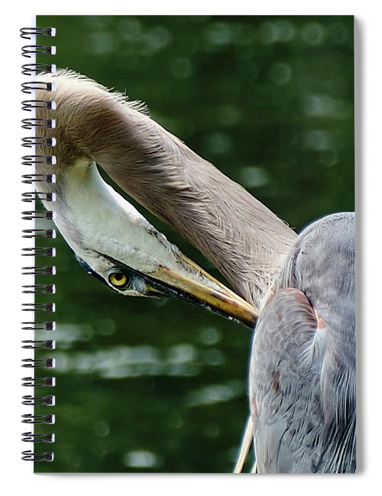Grand Héron Spiral Notebook featuring the photograph Blue heron close up by Carl Marceau