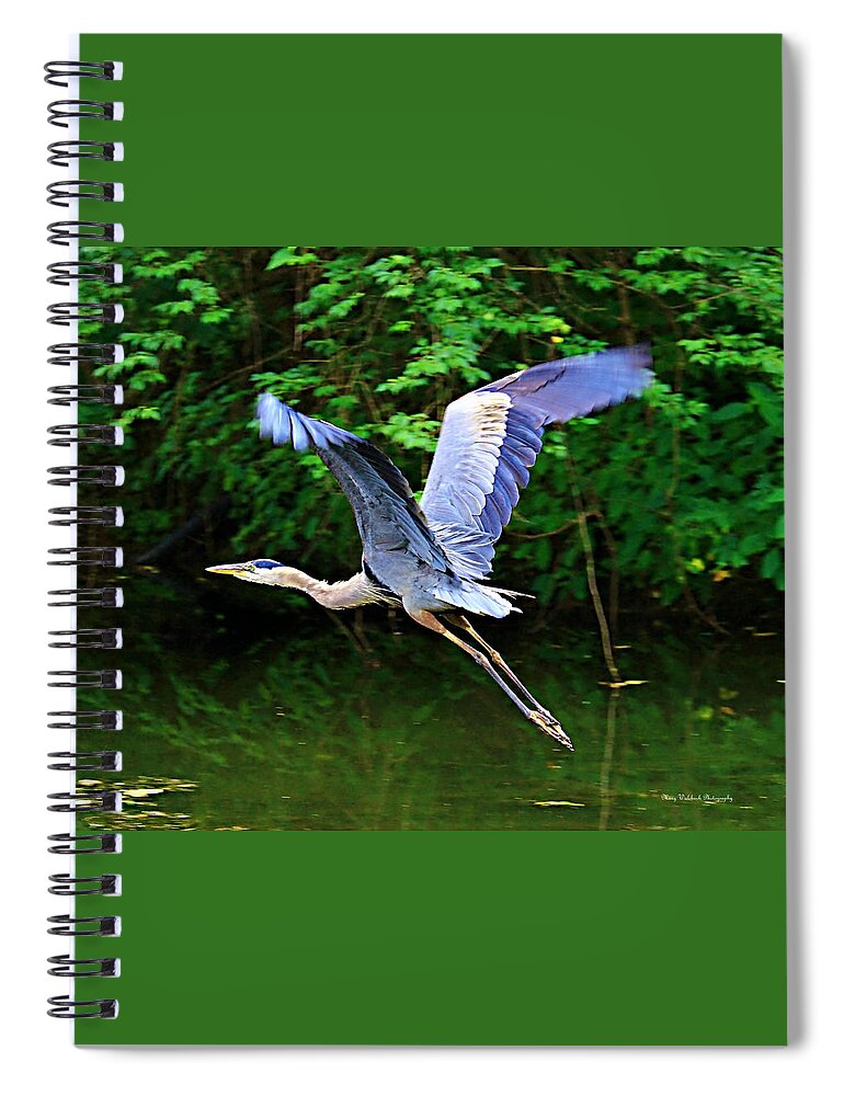 Blue Heron Spiral Notebook featuring the photograph Blue Heron in Flight by Mary Walchuck