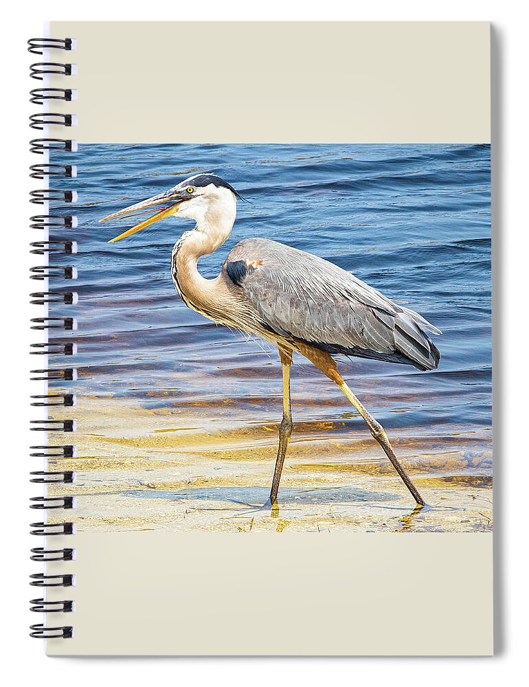 Blue Heron Spiral Notebook featuring the photograph Blue Heron Stroll by Blair Damson