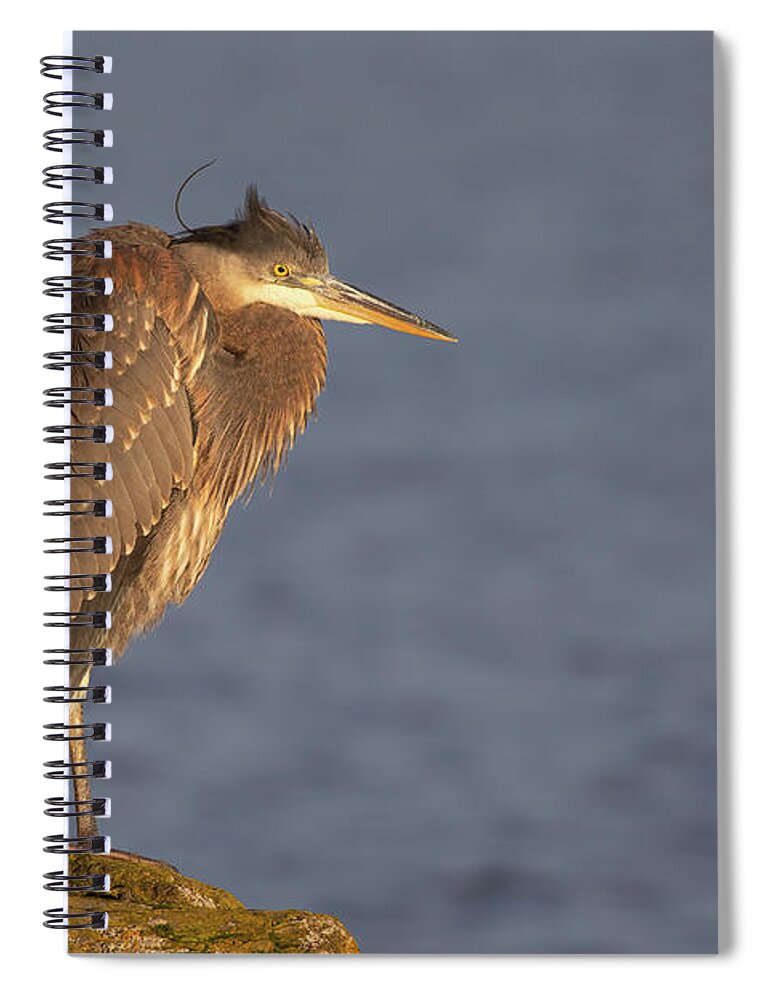 Blue Heron Spiral Notebook featuring the photograph Blue Heron Sunset Horizontal by Michael Rauwolf