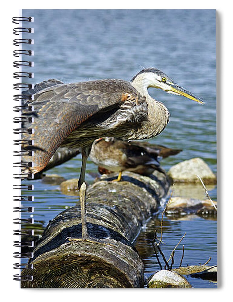 Birds Spiral Notebook featuring the photograph Blue Heron Yoga by Cameron Wood