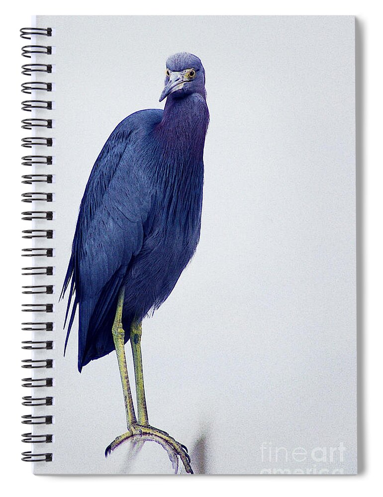 Little Blue Heron Spiral Notebook featuring the photograph Blue by Hilda Wagner