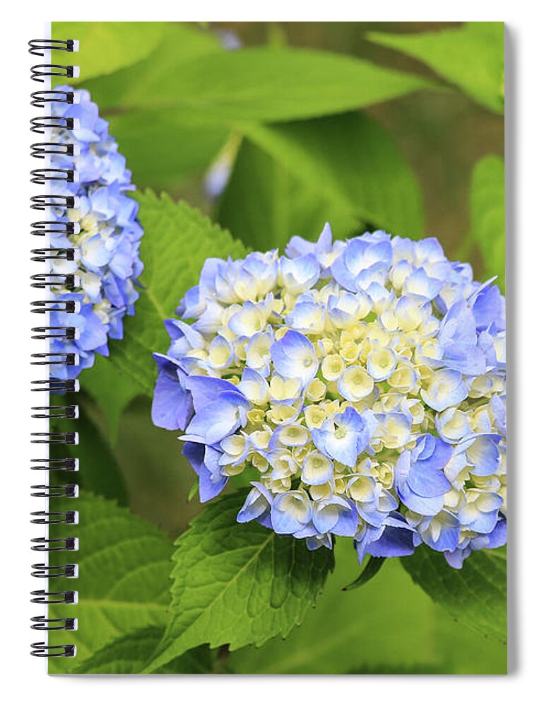 Colors Spiral Notebook featuring the photograph Blue Hydrangea Deux by Tanya Owens