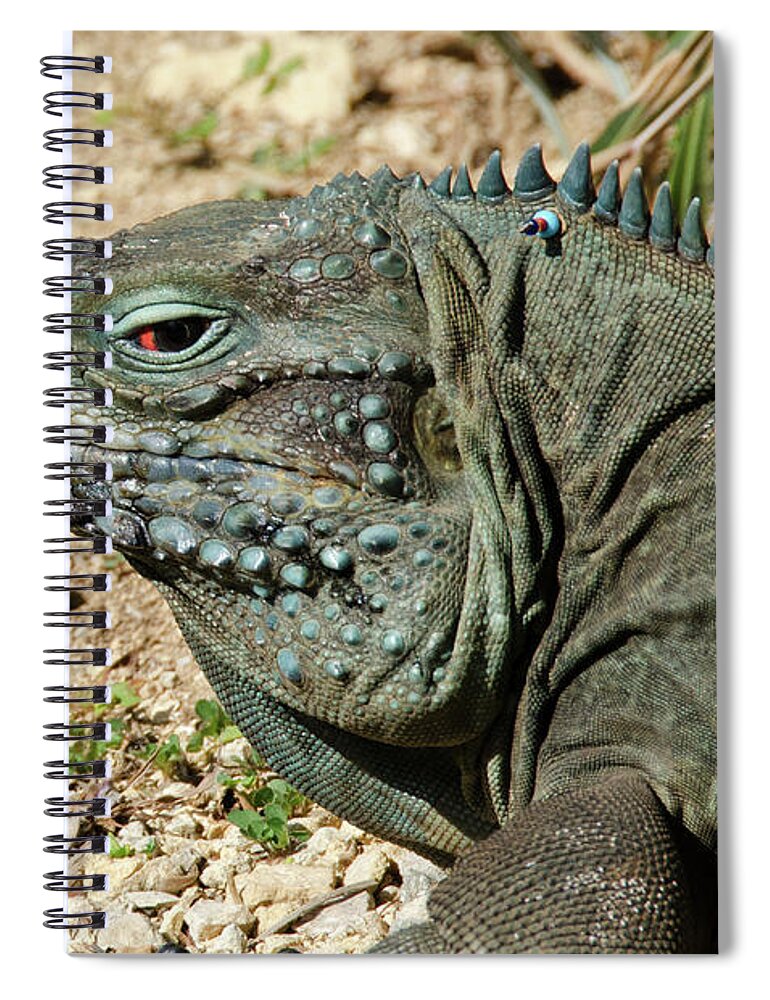 Iguana Spiral Notebook featuring the digital art Blue iguana skank eye by Debra Baldwin