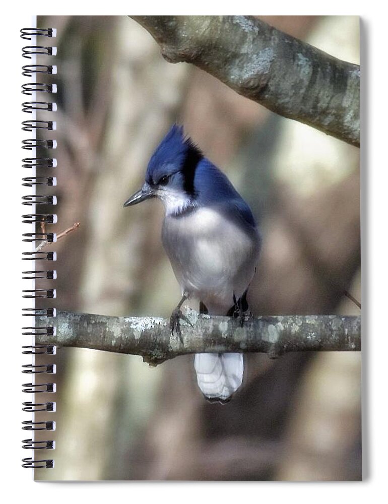 - Blue Jay 3 Spiral Notebook featuring the photograph - Blue Jay 3 by THERESA Nye