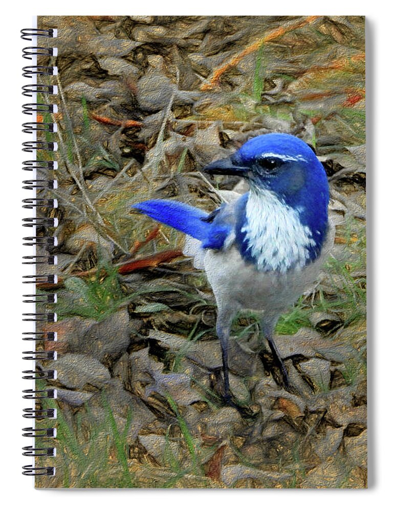  California Scrub-jay Spiral Notebook featuring the photograph Blue Jay Art by Scott Cameron