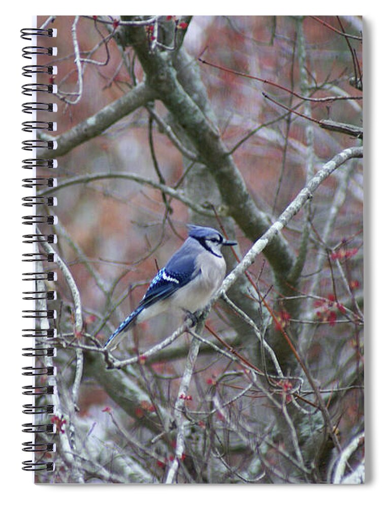  Spiral Notebook featuring the photograph Blue Jay by Heather E Harman