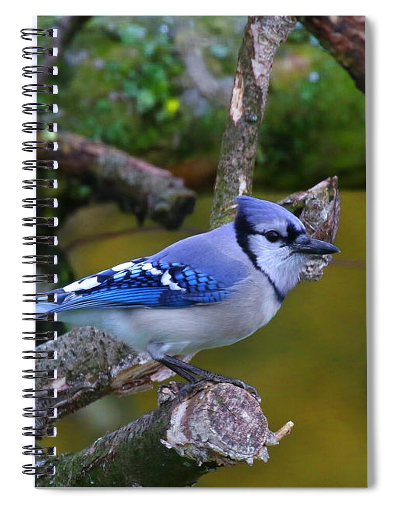 Fine Art Spiral Notebook featuring the photograph Blue Jay by Rosanna Life