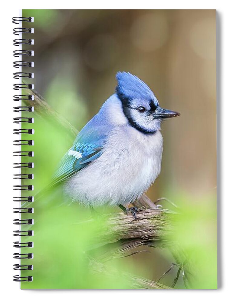Blue Jay Spiral Notebook featuring the photograph Blue Jay by Tracy Munson
