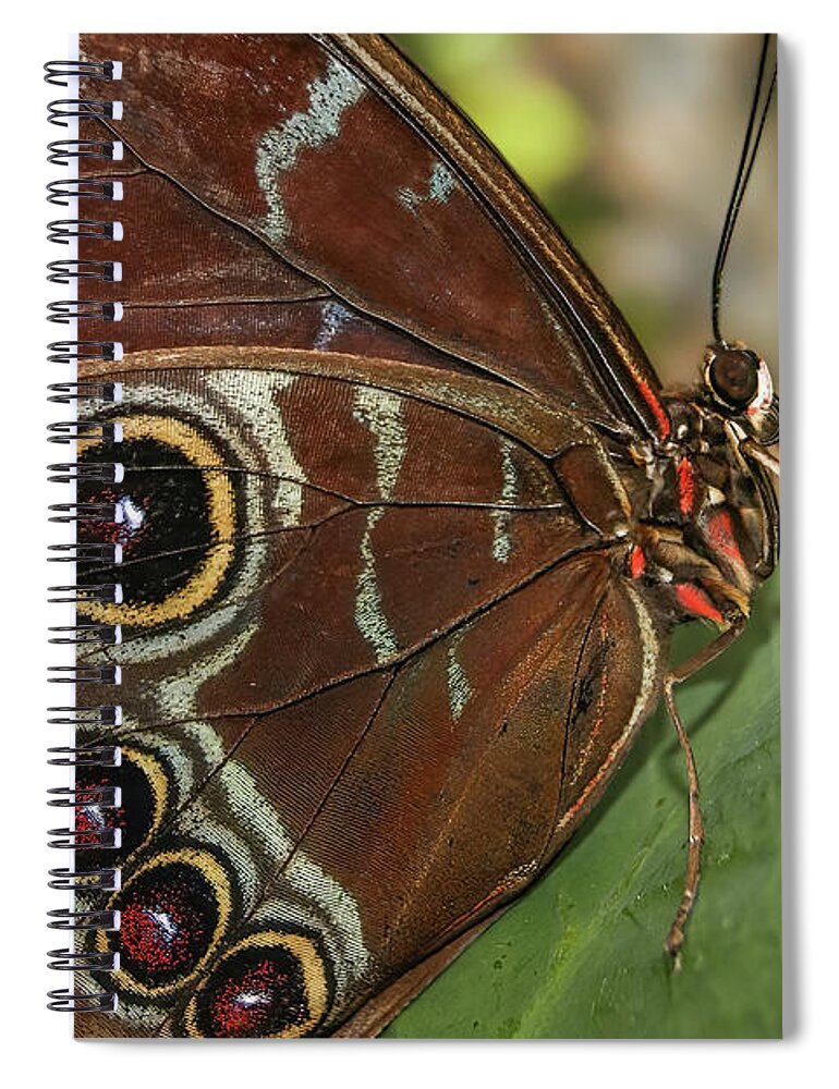 Blue Morpho Butterfly Spiral Notebook featuring the photograph Blue Morpho Butterfly by Olga Hamilton