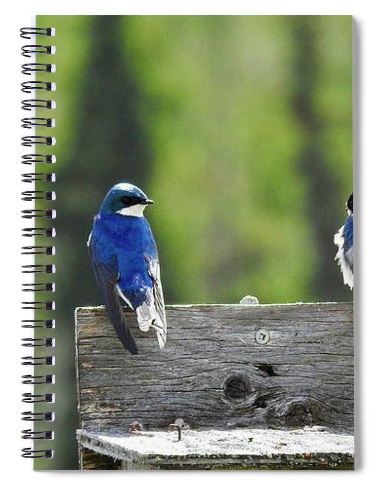 Swallows Spiral Notebook featuring the photograph Blue by Nicola Finch