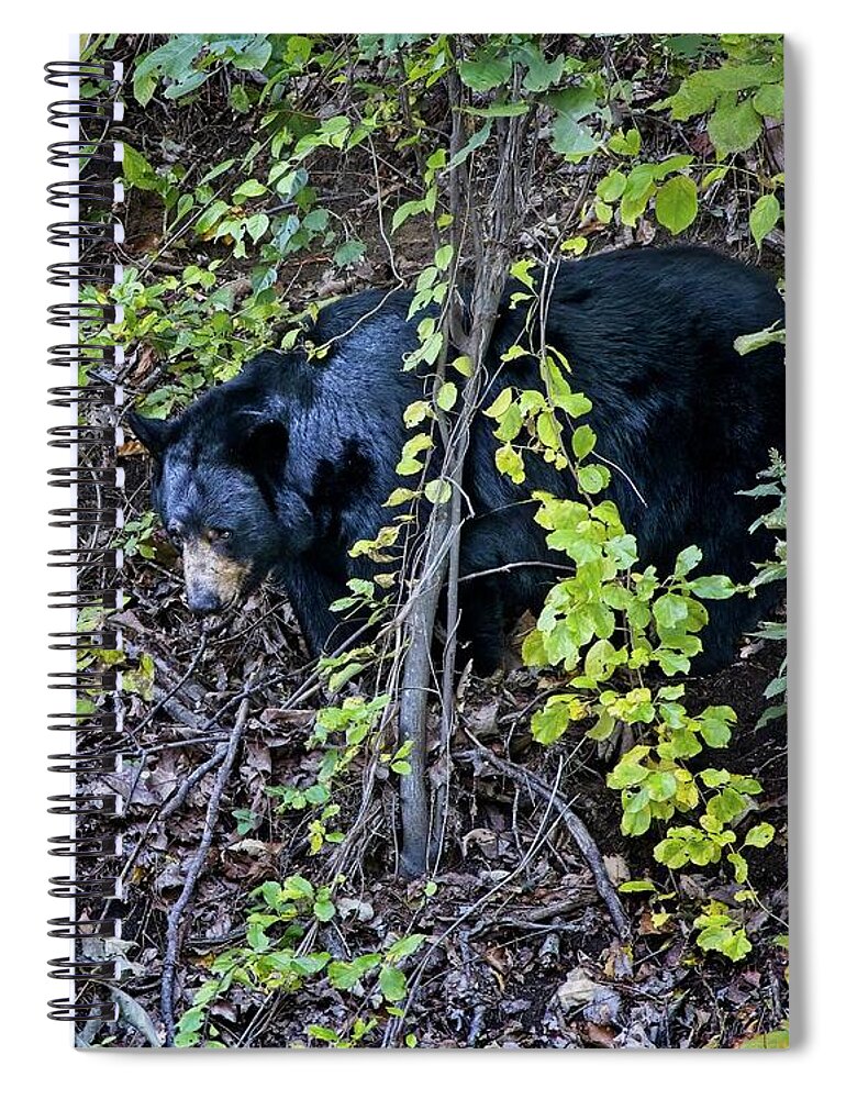 Black Bear Spiral Notebook featuring the photograph Blue Ridge Black Bear by Ronald Lutz