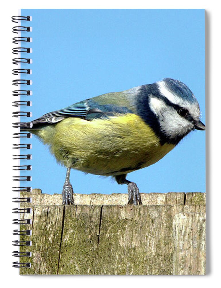 Nature Spiral Notebook featuring the photograph Blue Tit on the Fence by Baggieoldboy