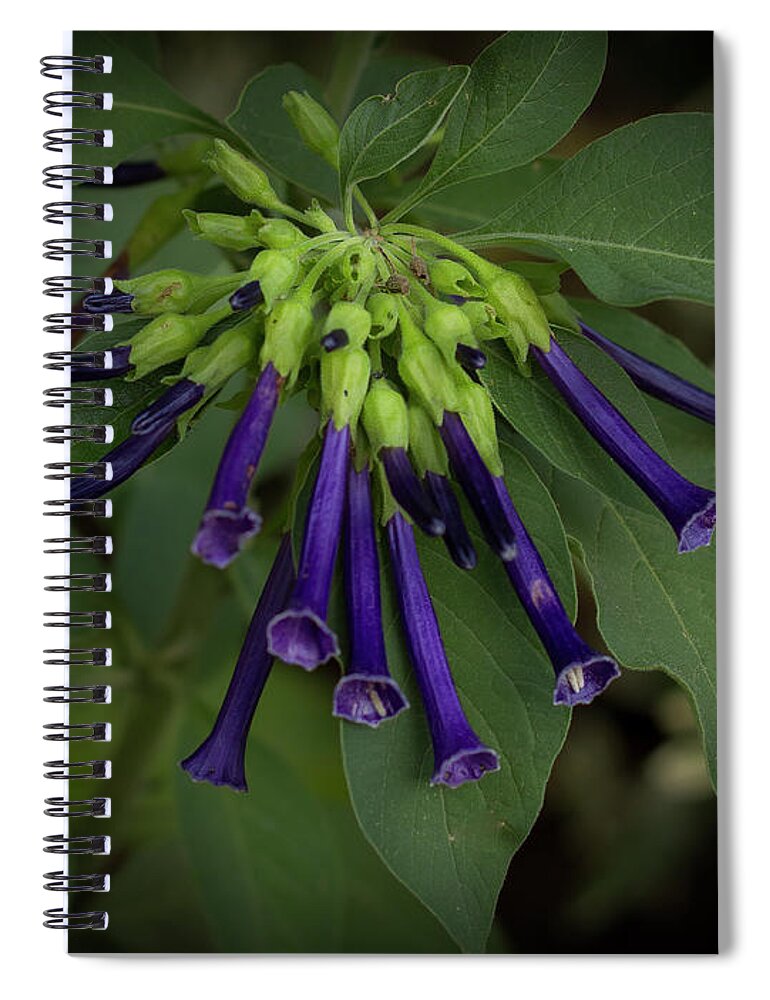 Blue Spiral Notebook featuring the photograph Blue Trumpet Flowers by Elaine Teague