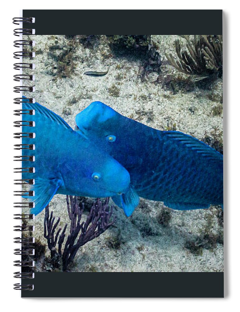 Animals Spiral Notebook featuring the photograph Blue Two by Lynne Browne
