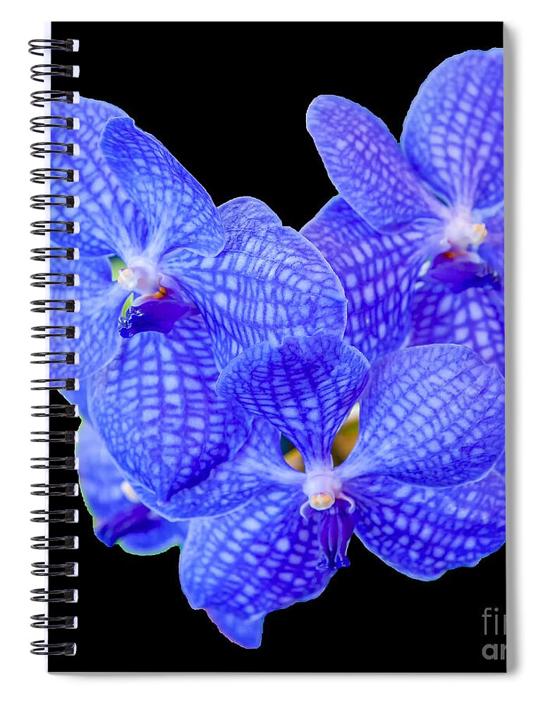 Blue Vanda Spiral Notebook featuring the photograph Blue Vanda Orchids, 1-22 by Glenn Franco Simmons