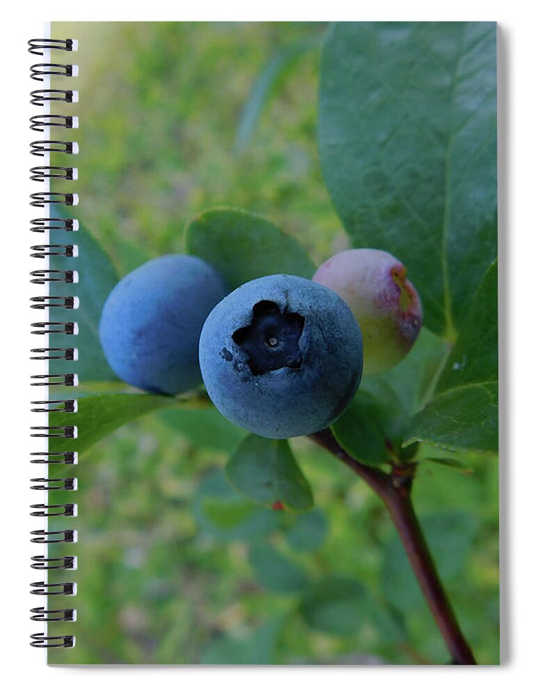 Botanical Spiral Notebook featuring the photograph Blueberries by Carl Moore