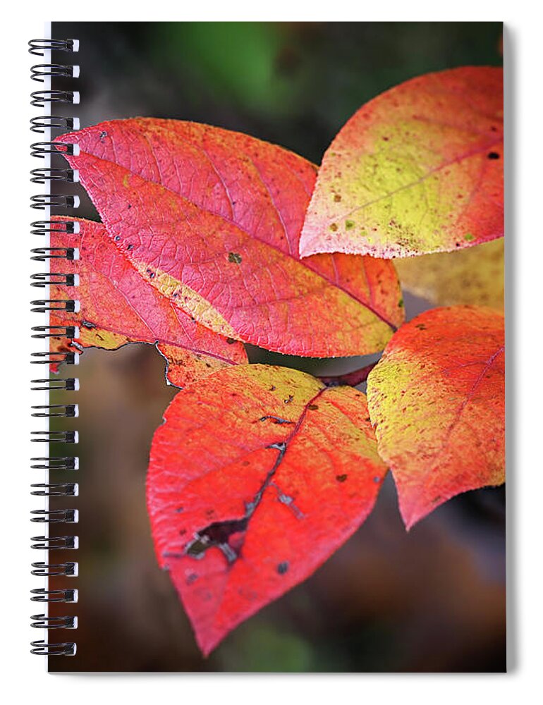 Blueberry Spiral Notebook featuring the photograph Blueberry Embers by Steven Nelson