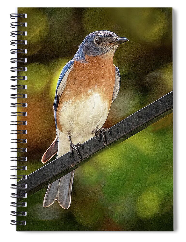 Bluebird Spiral Notebook featuring the photograph Bluebird by Minnie Gallman