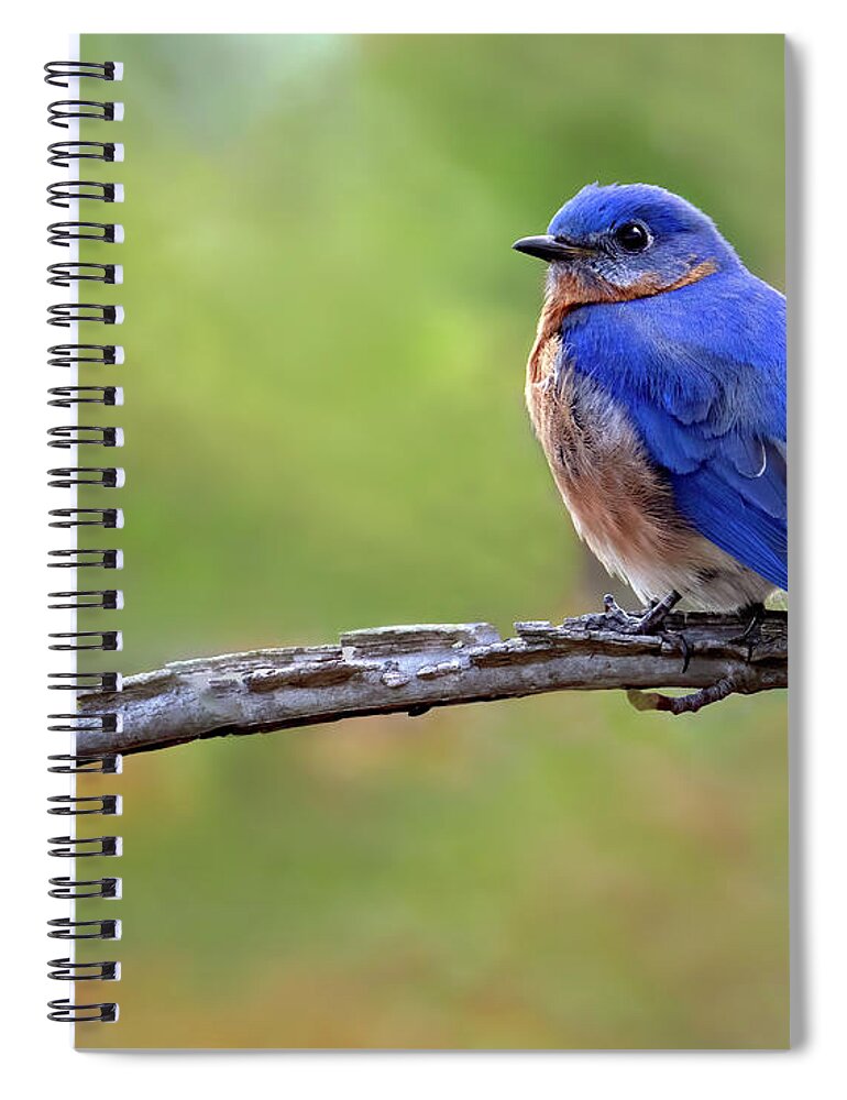 Bird Spiral Notebook featuring the photograph Bluebird on Branch by Art Cole