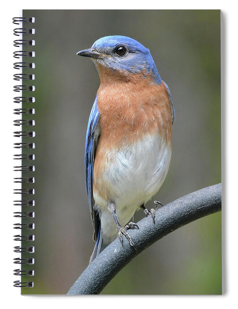 Bluebird Spiral Notebook featuring the photograph Bluebird Pose #1 by Jerry Griffin