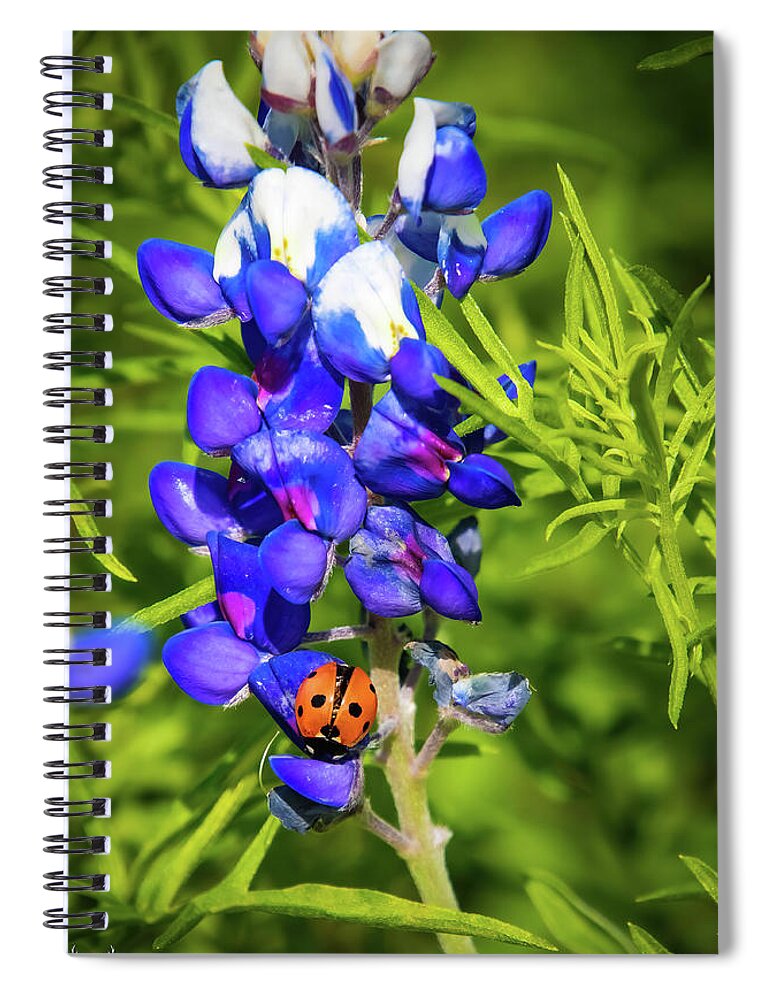 Ladybug Spiral Notebook featuring the photograph Bluebonnet Visitor by Pam Rendall
