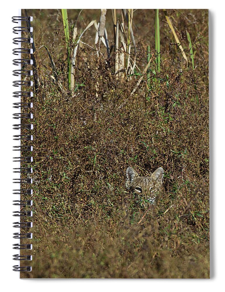 Sequoyah National Wildlife Refuge Spiral Notebook featuring the photograph Bobcat - 5677 by Jerry Owens