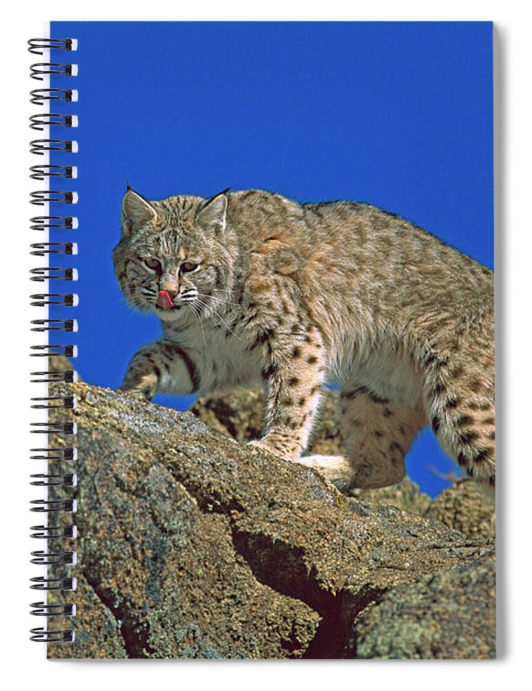 00191429 Spiral Notebook featuring the photograph Bobcat Climbing Boulders by Konrad Wothe