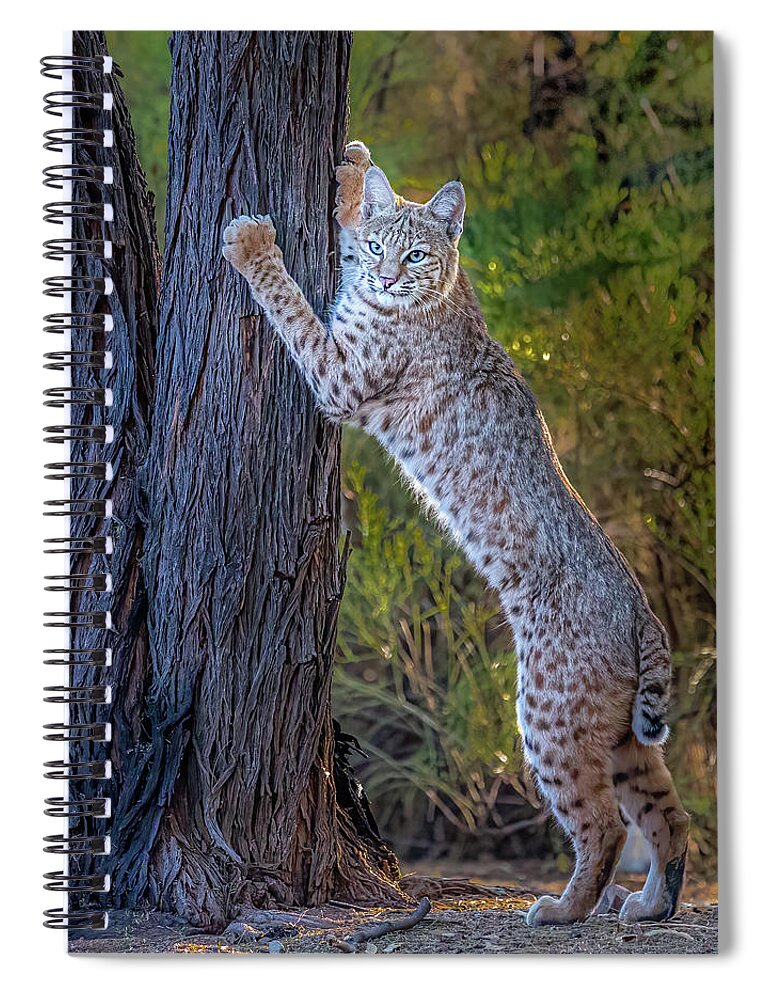 American Southwest Spiral Notebook featuring the photograph Bobcat by James Capo