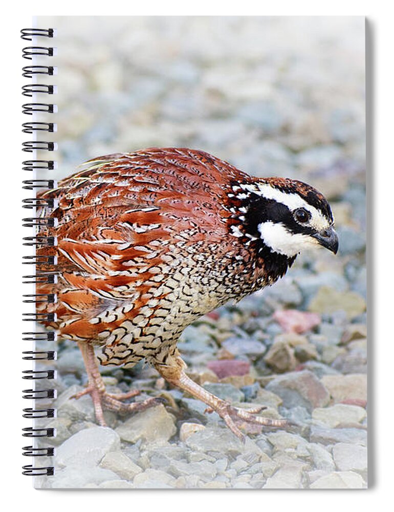 Bird Spiral Notebook featuring the photograph Bobwhite Quail by Christina Rollo