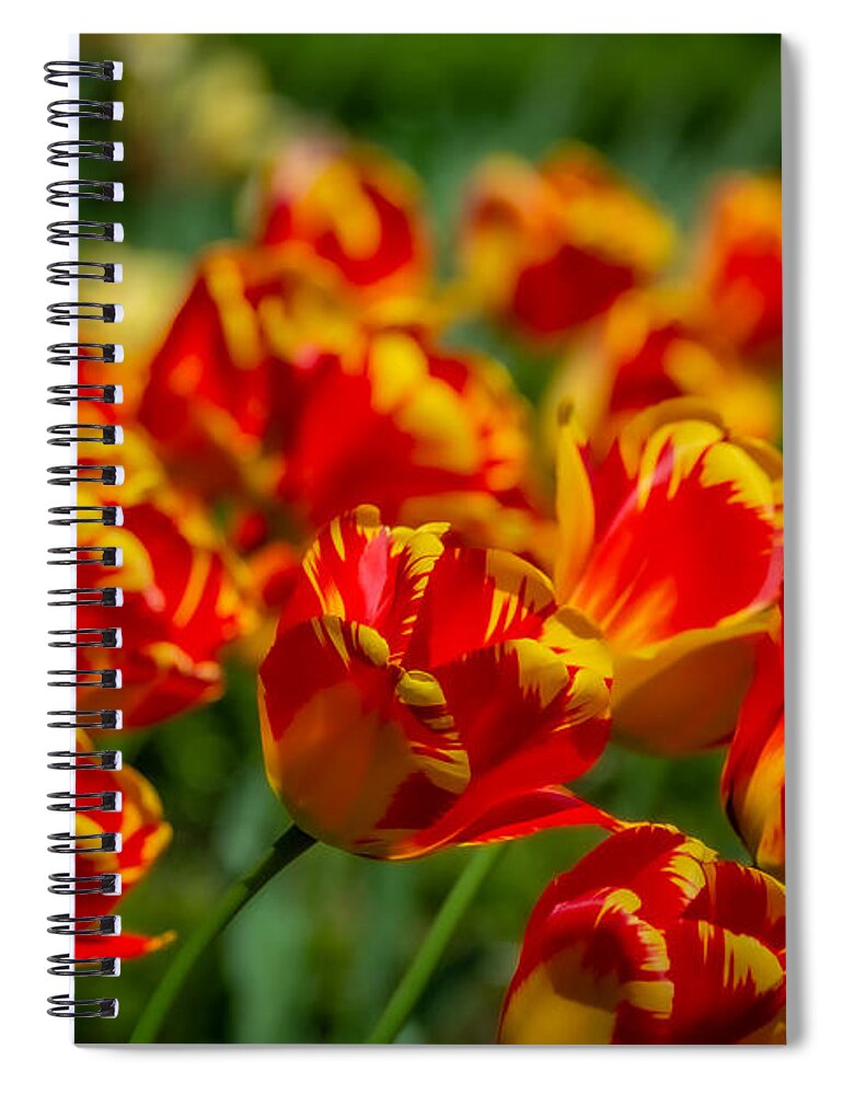 Red Spiral Notebook featuring the photograph Bold by Linda Bonaccorsi