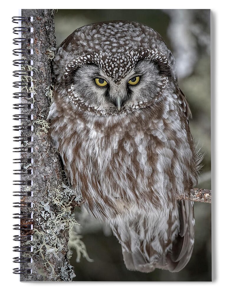 Boreal Spiral Notebook featuring the photograph Boreal Owl #1 by Wade Aiken