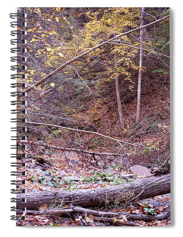 Trees Spiral Notebook featuring the photograph Botsford Nature Preserve 12 by William Norton
