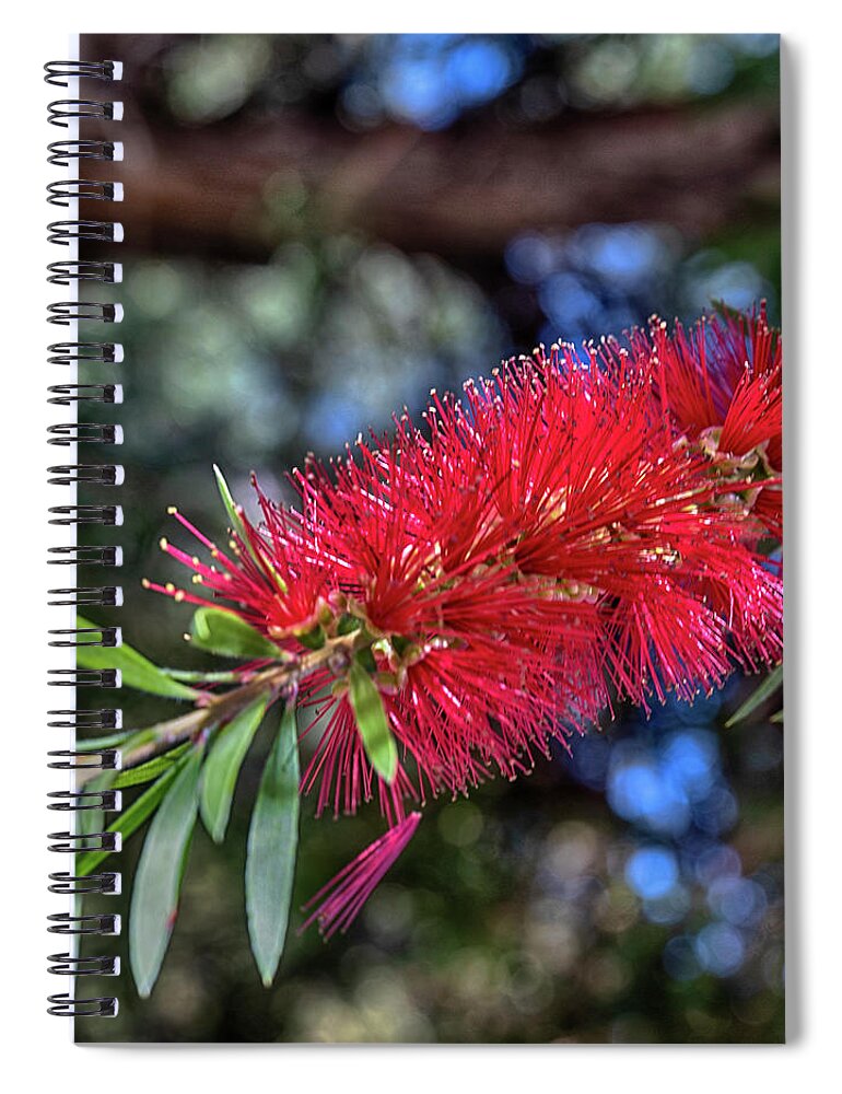 Australia Spiral Notebook featuring the photograph Bottlebrush by Jay Heifetz