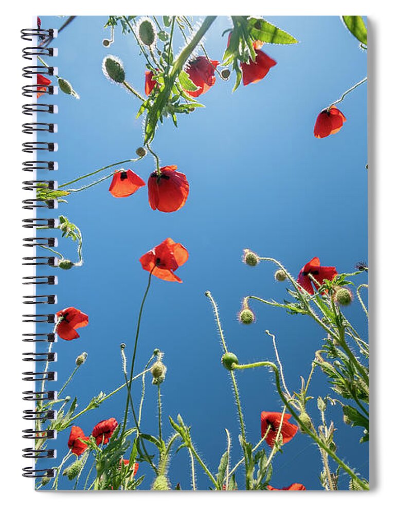 Flower Spiral Notebook featuring the photograph Bottom view of red poppies and blue sky by Mikhail Kokhanchikov
