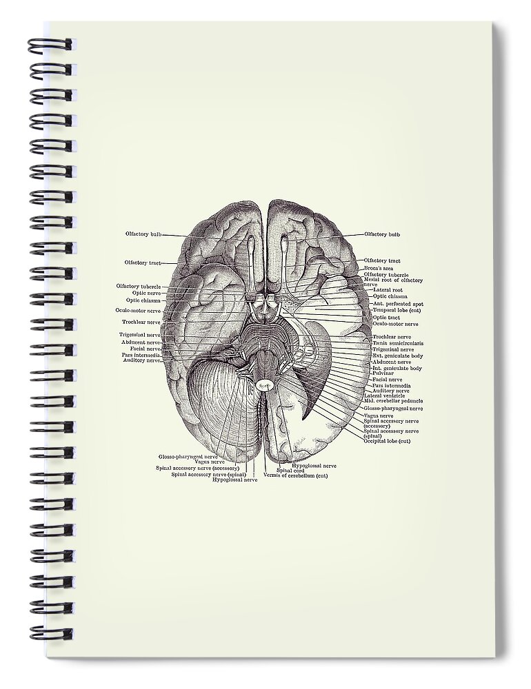 Brain Spiral Notebook featuring the drawing Brain Nervous System Diagram - Vintage Anatomy 2 by Vintage Anatomy Prints