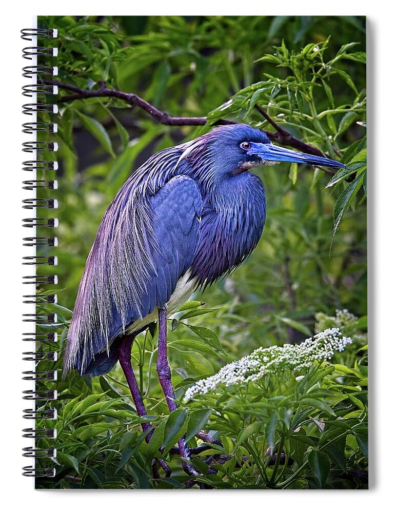 Florida Spiral Notebook featuring the photograph Breeding Tri-colored Heron by Ronald Lutz