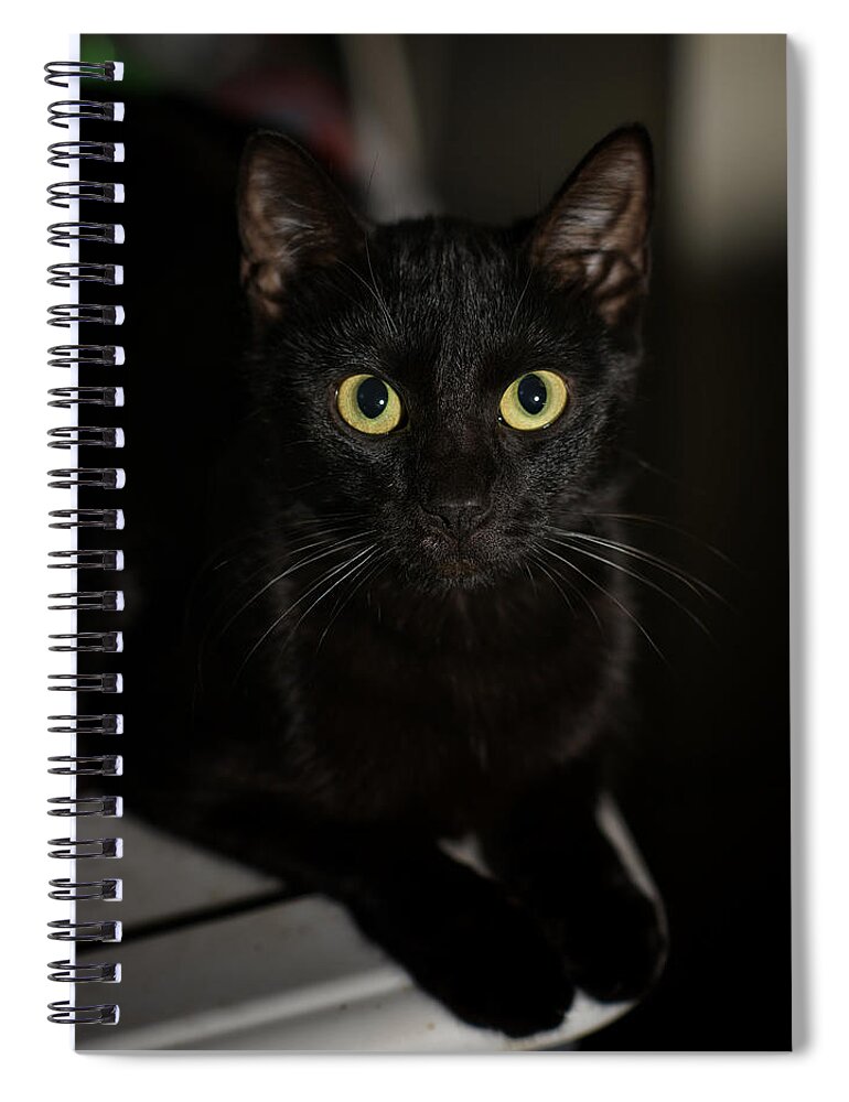 Cat Spiral Notebook featuring the photograph Bright Eyes by DArcy Evans
