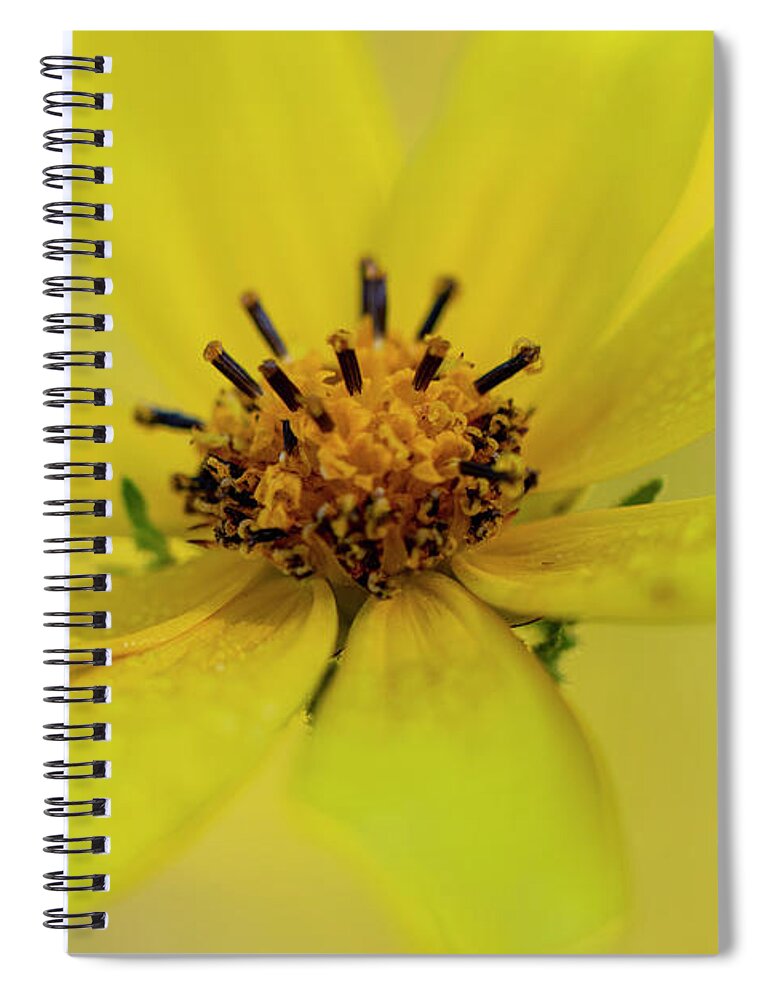Yellow Spiral Notebook featuring the photograph Bright Yellow Daisy by Karen Rispin