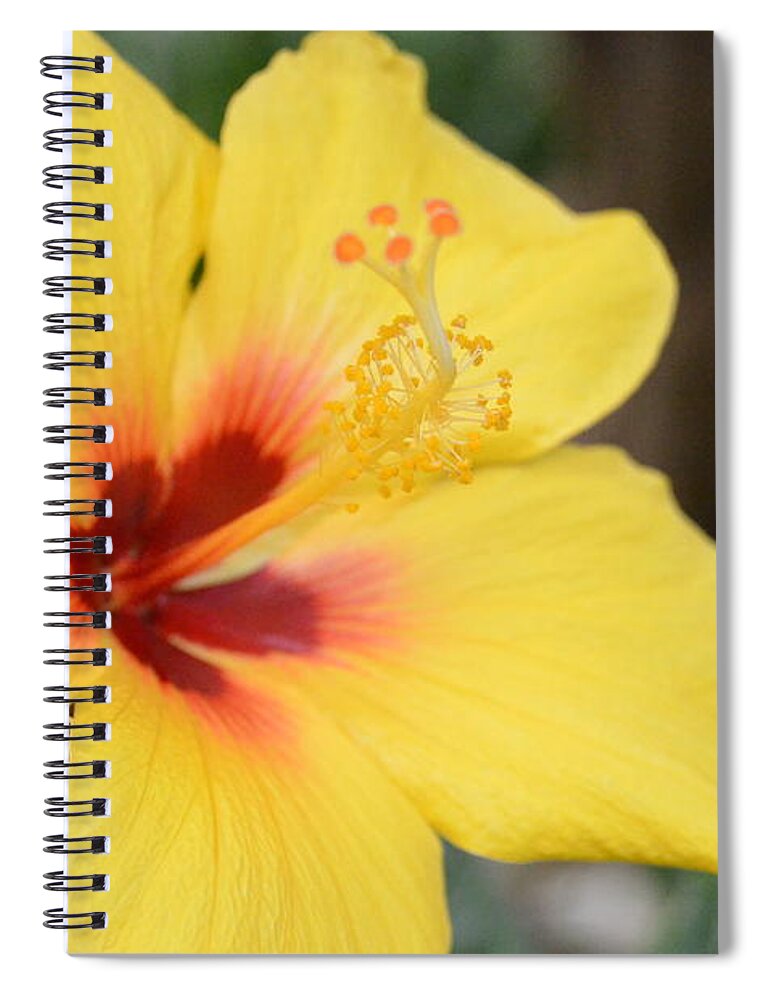 Flower Spiral Notebook featuring the photograph Bright Yellow Hibiscus by Amy Fose