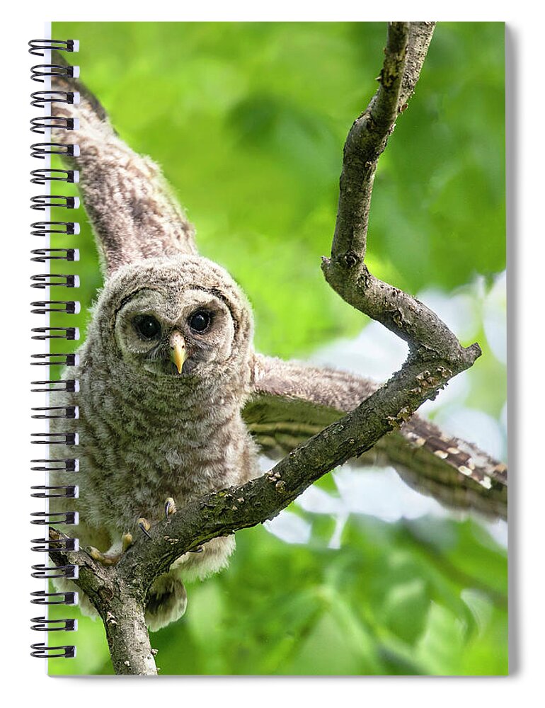 Owl Spiral Notebook featuring the photograph Balance Act by Art Cole